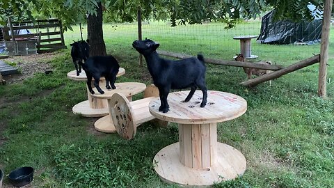 Our Nigerian Dwarf goats on their new playground