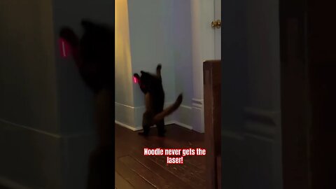 Cat VS Laser! 🐈 | Funniest Cats #cats#funny#entertainment