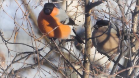 What do bullfinches eat in winter?