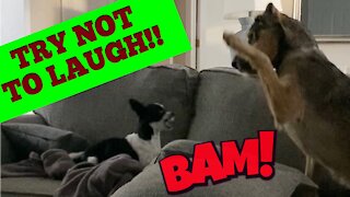 TRY NOT TO LAUGH! Angry Chihuahua doesn’t want to play!