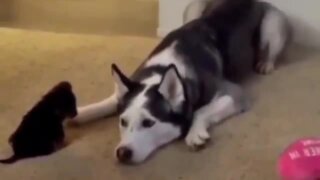 Husky welcomes precious little puppy into the family