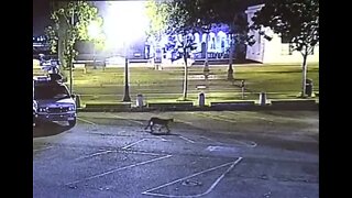 Mountain lion roams streets of San Francisco