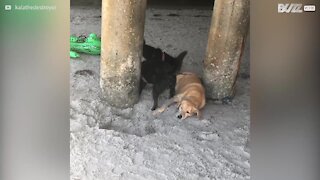 Giornata di relax in spiaggia si trasforma in incubo per questo cane