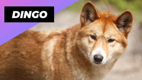 Dingo 🦊 Australia's Biggest Land Predator
