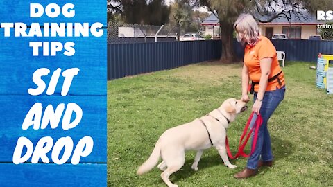 Dog training tips: Sit and Drop