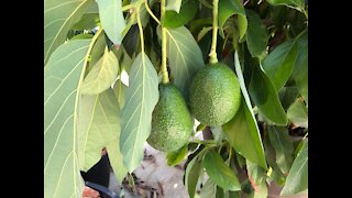 How to plant an Avocado tree in a container *Best Results*