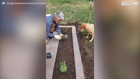 Cadela ajuda o seu dono com jardinagem