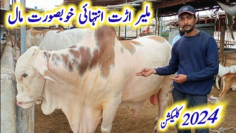 Malir Mandi Arat Cattle Rates Update khubsurat Cholistani Ablak Cattle | 24 Aug | Cow Mandi 2023