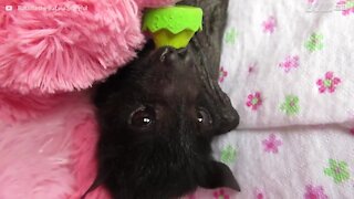 Baby pipistrello salvato in Australia