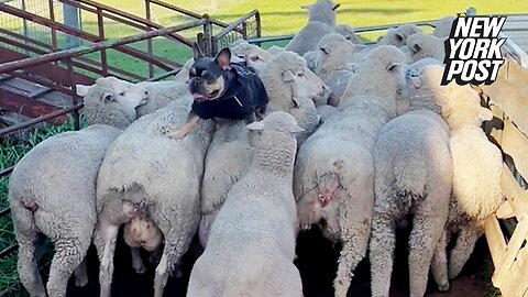 This Frenchie thinks he's a sheep dog