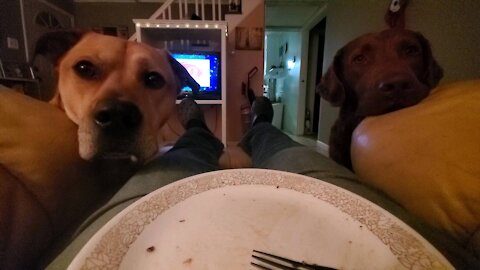 We sees you has burger, we luvs burger!