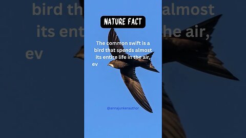 Unveiling Astonishing Facts About Swift Birds in Nature 🌍🐦 #shorts