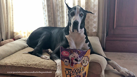 Amazing Great Dane Runs With Beggin' Strips To Her Bed