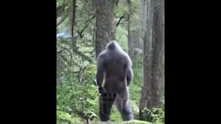 Bigfoot?