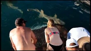 Squalo morde la mano di una turista in Australia