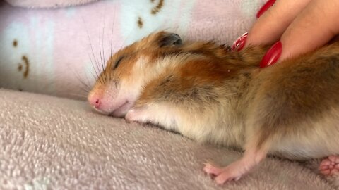 Cute Hamster Is Sleeping On It’s Owner