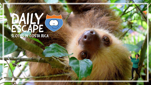 Daily Escape: sloths in Costa Rica, by Oddball Escapes
