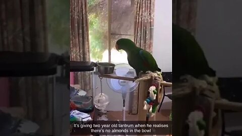 Somebody get this bird some almonds right now