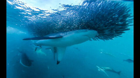Big Sharks smashing bait ball - Ep 24
