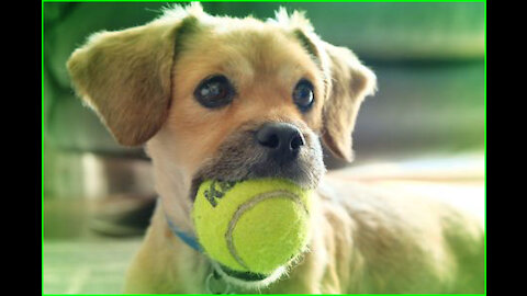 Watch This funny littlie dog how play with the ball