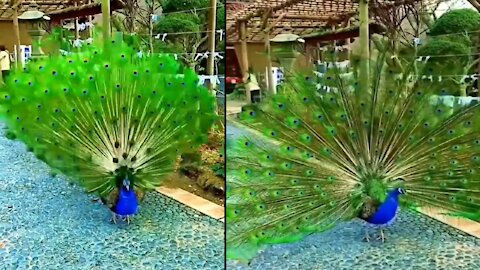 peacock dance | peacock mating dance | peacock bird