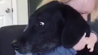 Little Boy Hugs His Dog And The Dog’s Reaction Is Priceless