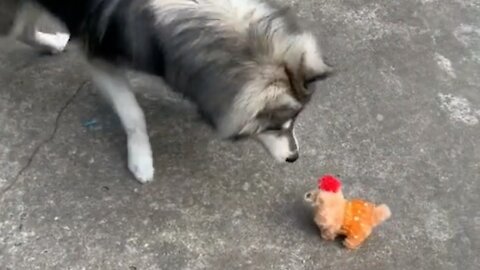 Brave husky duels the enemy