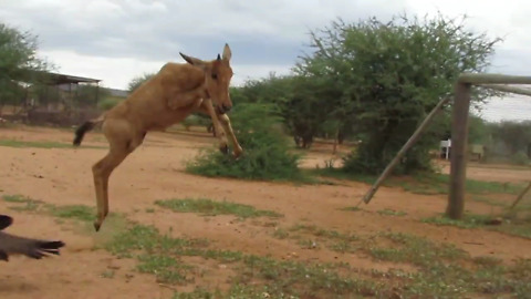 Rescued baby hartebeest and oryx playing tag