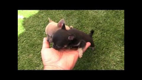 Videos Cachorros Chihuahuas muy pequeños. Toy, mini, enano, bolsillo?