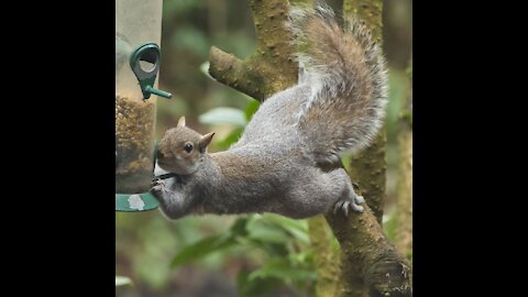 grey squirrels, are they the tree rats? lets find out