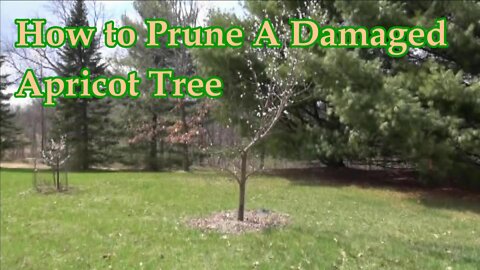 How to Prune A Damaged Apricot Trees