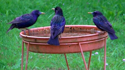 IECV NV #599 - 👀 European Starlings Taking A Bath Enjoying The Warm Weather 5-28-2018