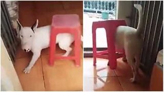 Un chien se retrouve coincé dans un tabouret et ça fait du bruit