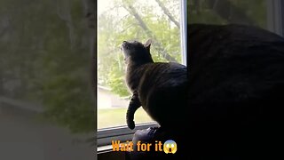 Cat Tries To Catch A Bird Through The Window