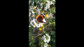 Beautiful Butterfly In The Garden.