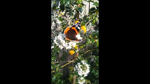 Beautiful Butterfly In The Garden.