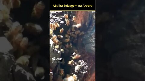 Abelhas Selvagens na Árvore O Misterio #shorts