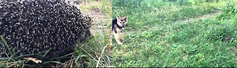 Funny hedgehog walks