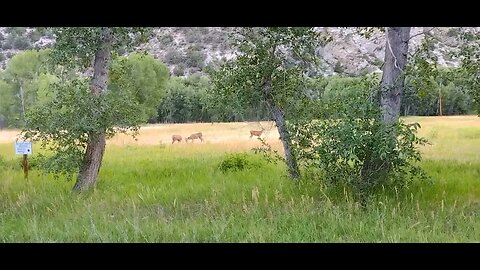 Deer in Sharon's meadow