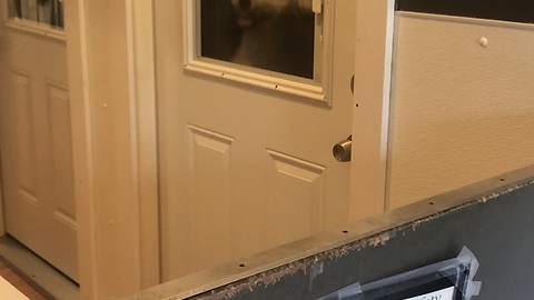 Curious Pup Can't Stop Jumping Up And Down In Doggie Daycare