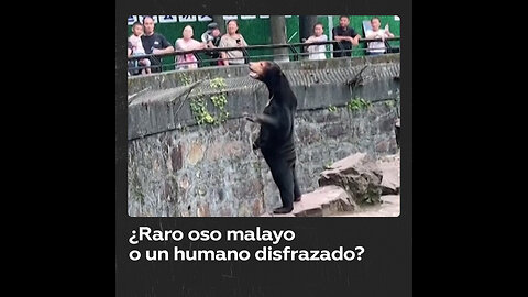 Zoo chino desmiente que uno de sus osos sea un humano disfrazado