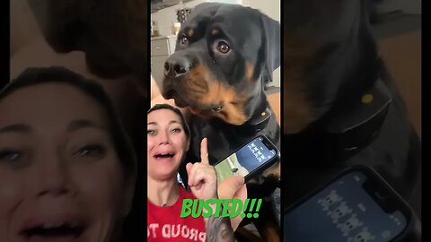 Rottie Reacts in the most HILARIOUS way! #shorts #short #dog #funny #rottweiler #funnyvideo #lol