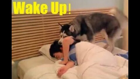 Cutest Pet Animal Waking Up Owners Funny Pets Amimal
