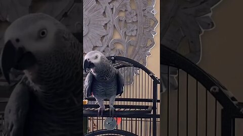 Watch until the end! He says sorry this was new!!🤣🥰❤️ #shorts #cute #talkingparrot #funny