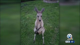 Search for escaped kangaroo named Storm in Jupiter Farms