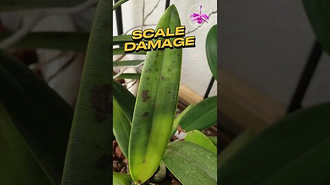 🪴🌱Plant Pest ID GUIDE & CURE! 🌺💪🏼 #ninjaorchids #houseplants #orchids #pestcontrol