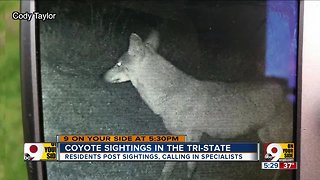 Coyote sightings in the Tri-State