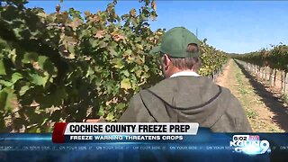 Freeze warning expected for Cochise County, local vineyard prepares