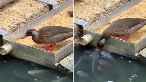 Duck feeds the fish