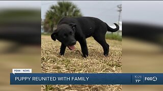 Collier County Sheriff's Office reunites puppy with family
